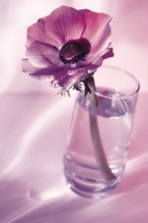 Flower in water